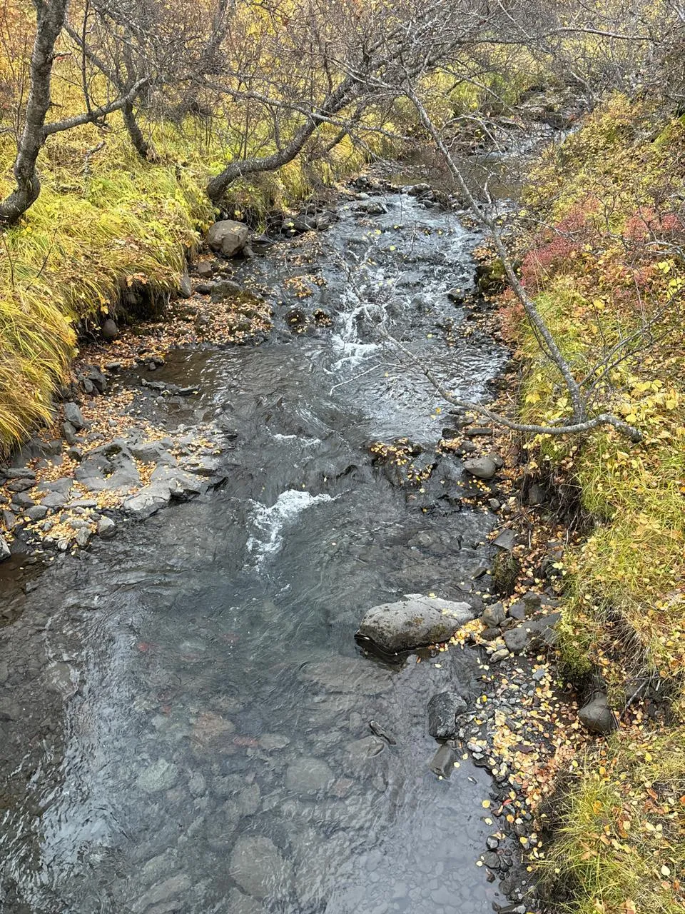 Mujer admirando un campo de lava y musgo en Islandia
